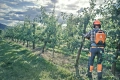 Pilarka akumulatorowa Husqvarna 535i XP w akcji, widoczna z tylu. Użytkownik w pomarańczowym hełmie i słuchawkach, ubrany w ochronne ciuchy, stoi między drzewami w ogrodzie. Tło z bujną zielenią i jasnym niebem, widać opadłe jabłka na trawie.