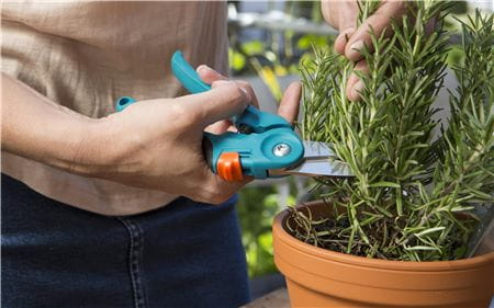 Sekator balkonowy Gardena z niebiesko-pomarańczową rączką w użyciu. Użytkownik przycinający gałązki rośliny w doniczce. Tło naturalne, podkreślające efekt pracy w ogrodzie. Wyróżniające się ostrza zapewniają precyzyjne cięcie.