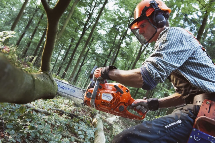 Pomarańczowa pilarka Husqvarna 555, trzymana przez osobę w słuchawkach i osłonie twarzy, tnie gałęzie w lesie na tle zielonych liści i drzew.