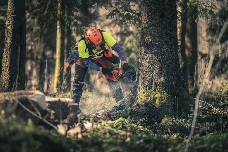 Pomarańczowy kask i żółta koszulka mężczyzny obsługującego pilarkę Husqvarna 560 XP®G Mark II, tnącego drzewo w lesie, widać metalowe ostrze, odpryski drewna i zielone drzewa w tle.