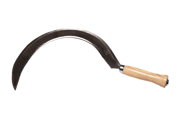 Sierp ogrodowy o metalowej, zakrzywionej głowicy czerniącej i drewnianym uchwycie. Uchwyt o prostokątnym przekroju, gładki, lekko zaokrąglony. Widok frontalny, ukazujący całość narzędzia w neutralnym otoczeniu.