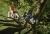 Podkrzesywarka Husqvarna Aspire™ PE5-P4A 2P w użyciu, skierowana na gałęzie drzewa. Użytkownik w szarej koszulce i kasku ochronnym trzyma urządzenie. Tło przedstawia zieleń liści i gałęzi, podkreślając kontekst pracy w ogrodzie.