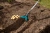 Obsypnik Combisystem Gardena o szerokości 16 cm o niebieskich, plastikowych skrzydłach. Ułożony w ziemi, z uchwytem z materiału metalowego, w pobliżu leżących na ziemi ziemniaków. Sprzęt używany w ogrodzie, na tle gleby.