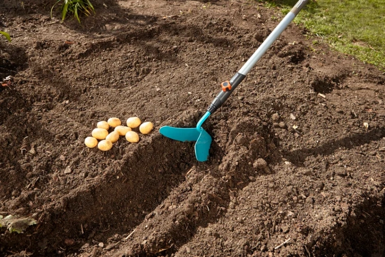 Obsypnik Combisystem Gardena o szerokości 16 cm o niebieskich, plastikowych skrzydłach. Ułożony w ziemi, z uchwytem z materiału metalowego, w pobliżu leżących na ziemi ziemniaków. Sprzęt używany w ogrodzie, na tle gleby.