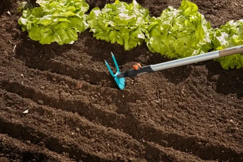 Motyczka sercowa Gardena, z niebieskimi końcówkami, umieszczona w ziemi, obok równych rzędów sałaty. Ujęcie z boku, ukazujące ergonomiczny uchwyt oraz 3 zęby narzędzia, idealna do pielęgnacji ogrodów i upraw warzywnych.