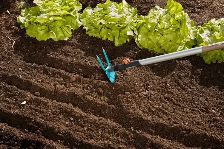 Motyczka sercowa Gardena, z niebieskimi końcówkami, umieszczona w ziemi, obok równych rzędów sałaty. Ujęcie z boku, ukazujące ergonomiczny uchwyt oraz 3 zęby narzędzia, idealna do pielęgnacji ogrodów i upraw warzywnych.
