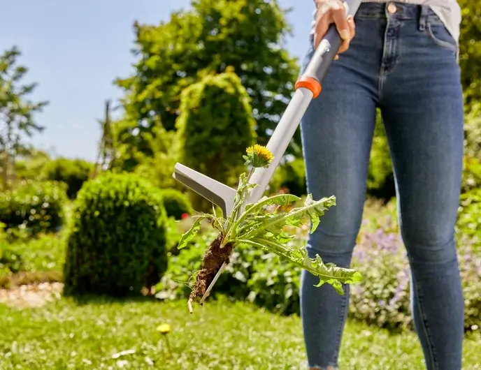 Wycinak do chwastów Gardena trzymany w dłoni, z widoczną żółtą stokrotką i korzeniami chwastu. Narzędzie ma aluminiowy trzonek i stalową głowicę o kształcie litery V, ujęcie z boku w ogrodzie z zielonym tłem roślinności.