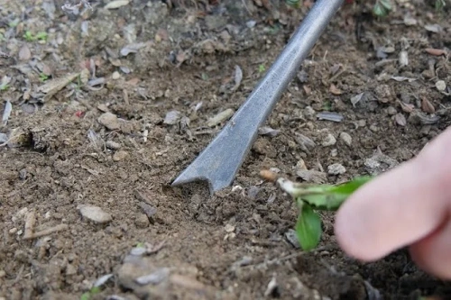 Narzędzie Krumpholz z trójkątnym metalowym ostrzem wbite w ziemię. Ręka trzyma liść, co wskazuje na usuwanie chwastów. Tło to gleba z drobnymi kawałkami roślin.