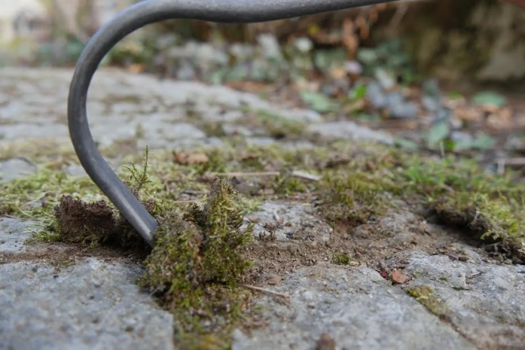Narzędzie do pielenia Bio-Sauzahn Krumpholz z trzonkiem o długości 48 cm, ujęcie z bliska, z widocznym zagiętym końcem wkładu, umieszczone w ziemi obok mchu na kamiennej nawierzchni. W tle roślinność, naturalne otoczenie ogrodowe.