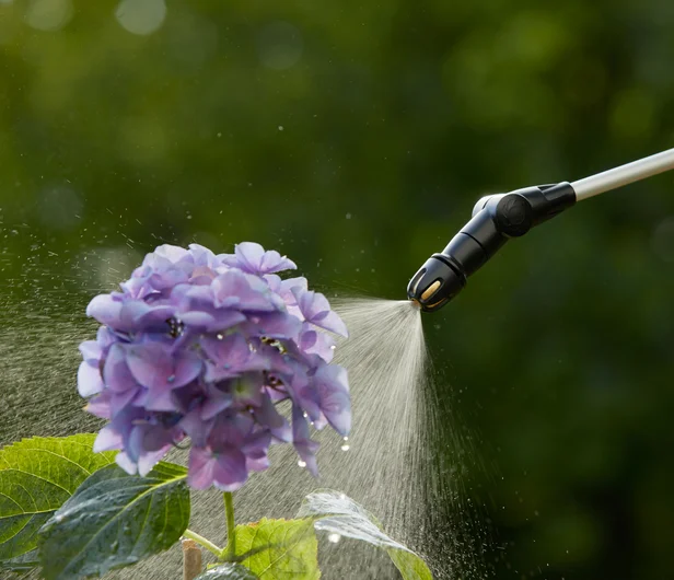 Opryskiwacz ciśnieniowy Gardena Plus 5L, w kolorze czarnym i srebrnym, z teleskopową rączką, z widocznym dyszą w czerni. Produkt w użyciu, aplikuje wodę na fioletowe kwiaty hortensji, w zielonym otoczeniu ogrodowym. Tło rozmyte, naturalne.