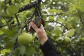 użycie sekatora przez człowieka, podczas przycinania gałęzi. zdjęcie przedstawia ludzką dłoń trzymająca sekator oraz drzewo z widoczną gałęzią która jest przycinana za pomocą sekatora.