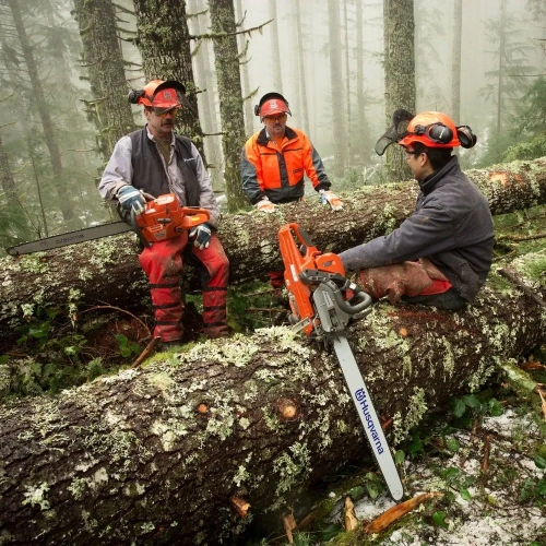 Pilarka Husqvarna 372XP husqvarna w lesie z drwalami, którzy szykują się do wycinki drzewa