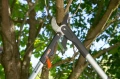 Nożyce ddo gałęzi Comfort SmartCut Gardena w niebieskim kolorze z pomarańczowym przyciskiem. Widoczne podczas użytkowania na drzewie.