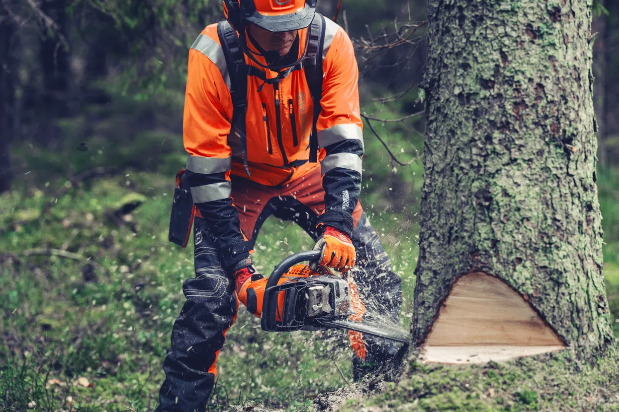 pilarka 564Xp husqvarna przy pracy